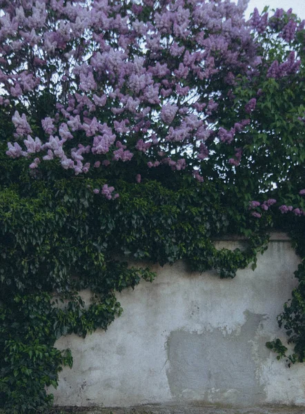 Бузкові Квіти Ростуть Над Білим Парканом Вертикальні — стокове фото