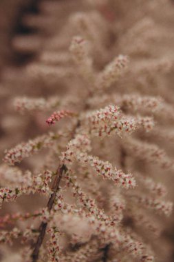 Pembe çiçeklerin arka planında tüylü pembe ağaç dalı, dikey