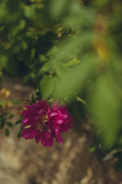 Yabani ahududu gülü, yeşil yaprakların üzerine düşüyor, dikey