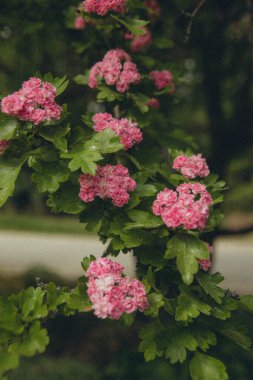 Dikey pembe sık çiçeklerle açan çiçek ağacı.