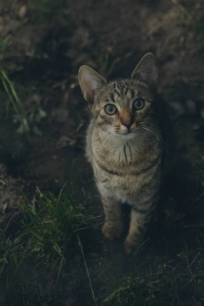 Striped Pussy Cat Sitting Ground Next Green Grass Vertical — 스톡 사진