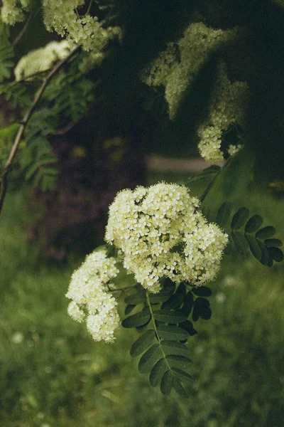 Virágzó Hegyi Kőris Hátterében Ágak Függőleges — Stock Fotó