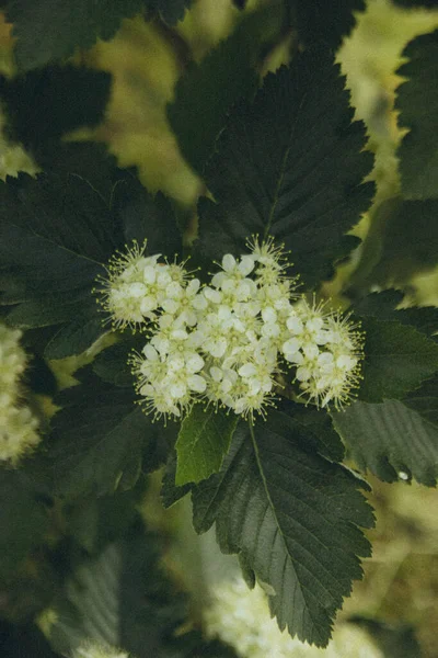 초록빛 잎사귀 수직으로 꽃봉오리 — 스톡 사진