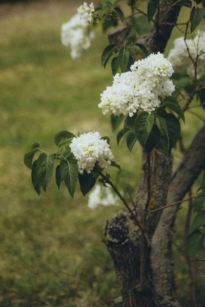 Genç Leylak Ağacı Beyaz Dikey Olarak Çiçek Açar — Stok fotoğraf