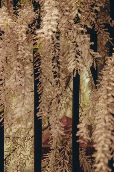 Пухнасті Рожеві Гілки Дерева Видимі Спереду Ззаду Паркану Вертикальні — стокове фото
