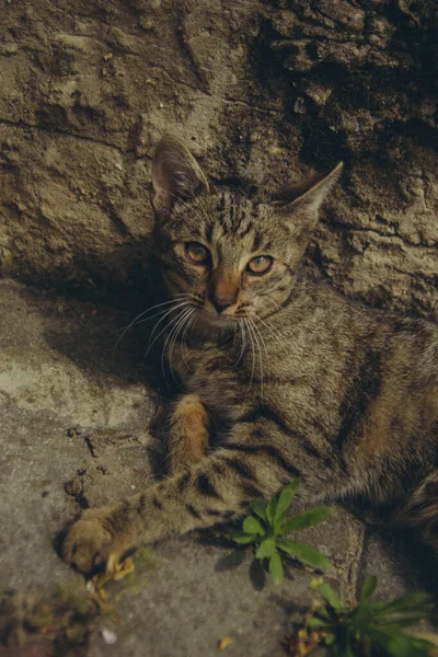 Dark Striped Pussy Lying Ground Leaning Fence Vertical —  Fotos de Stock