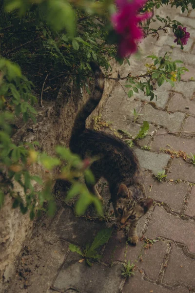 Striped Pussy Cat Walking Flowering Bush Vertical Flat Lay — Stok fotoğraf