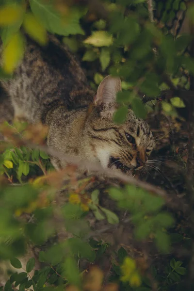 Μια Γάτα Που Ροκανίζει Ένα Κλαδί Στους Πράσινους Θάμνους Του — Φωτογραφία Αρχείου