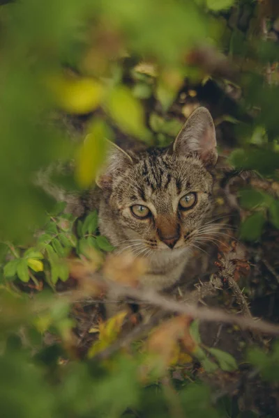 Eine Gestreifte Katze Sitzt Unter Einem Wilden Rosenstrauch Und Blickt — Stockfoto