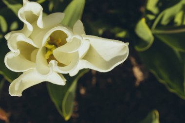 Yeşil yapraklar arasında beyaz kıvırcık lale.