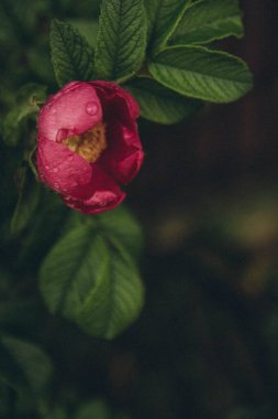 Yağmur damlalı gül kalçası yeşil yaprakları dikey kesiyor.