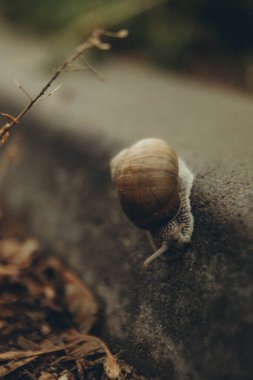 Salyangoz, duvar boyunca iniyor kuru çimenlere, dikey