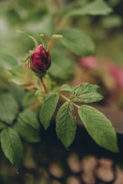 Yeşil yapraklar arasında kırmızı yaban gülü, henüz çiçek açmadı, dikey
