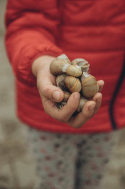 Bir kızın eli bir sürü canlı salyangoz tutuyor, dikey.