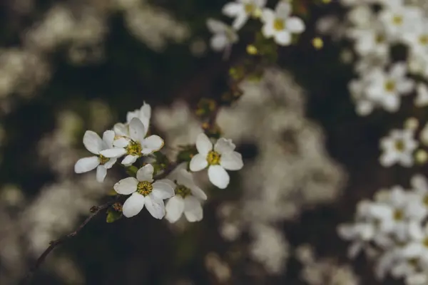 Virágzó Almafa Fehér Virágok Egy Ágon Vízszintes — Stock Fotó