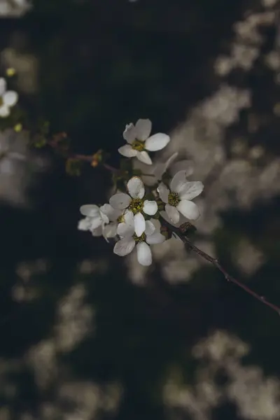 Kvetoucí Jabloně Bílé Květy Větvi Svislé — Stock fotografie