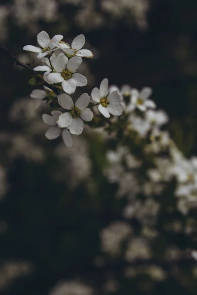 Квітуча Яблуня Білі Квіти Гілці Вертикальні — стокове фото
