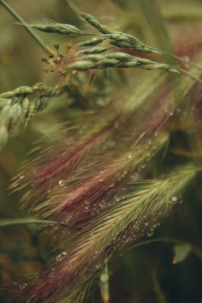 Grön Rosa Spikelets Som Visar Regndroppar Vertikal — Stockfoto