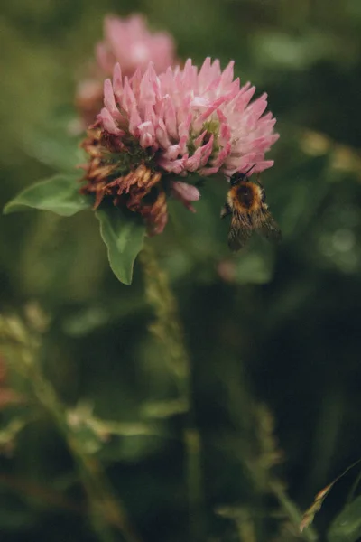Rosa Kleeblume Auf Der Das Insekt Sitzt Senkrecht — Stockfoto