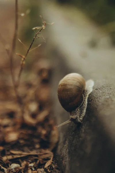 Snail Which Descends Wall Dry Grass Vertical — Stock Photo, Image