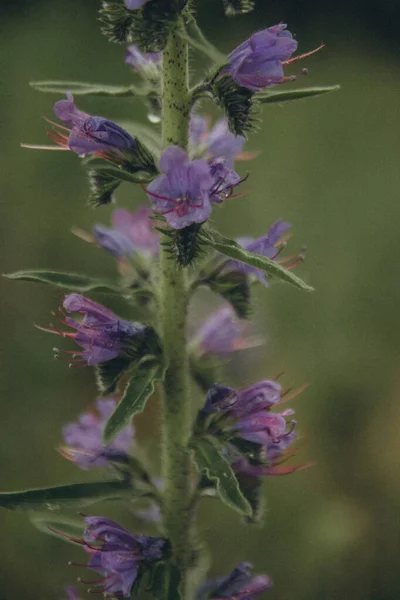 Tronco Una Flor Silvestre Con Floración Violeta Vertical —  Fotos de Stock