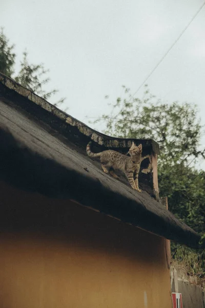 Die Katze Die Auf Dem Dach Des Hauses Steht Und — Stockfoto