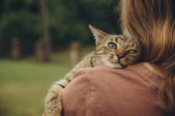 Gato Que Colocou Cabeça Ombro Esquerdo Uma Menina Com Cabelo — Fotografia de Stock