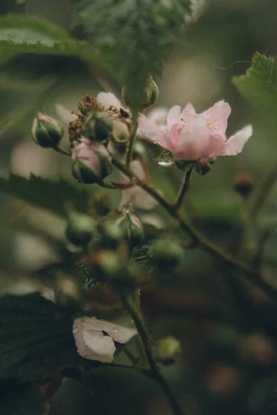 Flores Frambuesa Sobre Cuyos Pétalos Gotas Lluvia Verticales — Foto de Stock