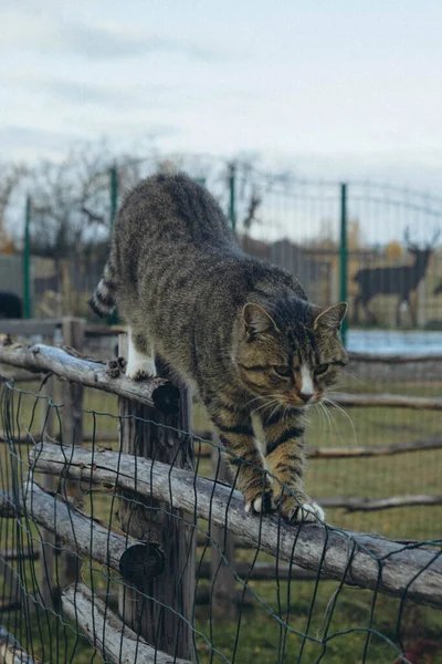 Hnědá Kočka Kráčející Dřevěném Plotě Svislá — Stock fotografie