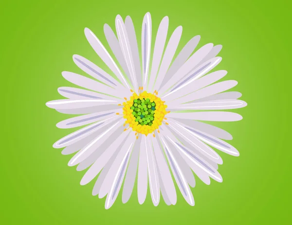 Chamomile Flower Close Green Background — Stock Vector