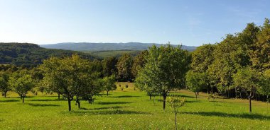 Bir meyve bahçesinden görünüm