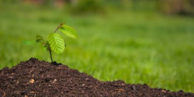 Toprakta yeşil bitki filizleniyor..