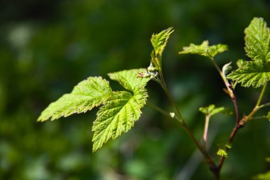 Bahçede yeşil yapraklar