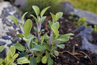Bahçedeki yeşil bitki