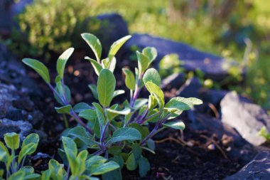 Bitkisel salyangoz ve güneş ışığı.