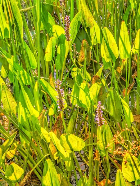 Long Flowers Green Leaves — Foto de Stock