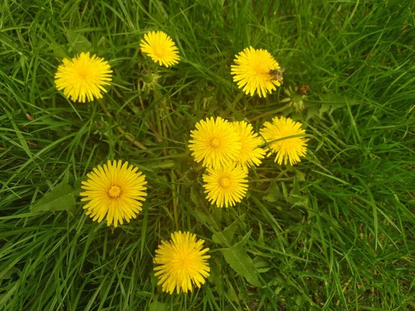 Beautiful Yellow Flowers Dandelions Green Field Background Selective Focus — стоковое фото