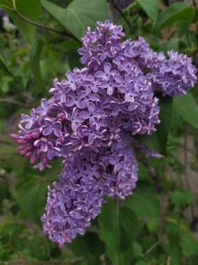 Bahar bahçesinde yeşil arka planda güzel leylak çiçekleri, seçici bir odak.