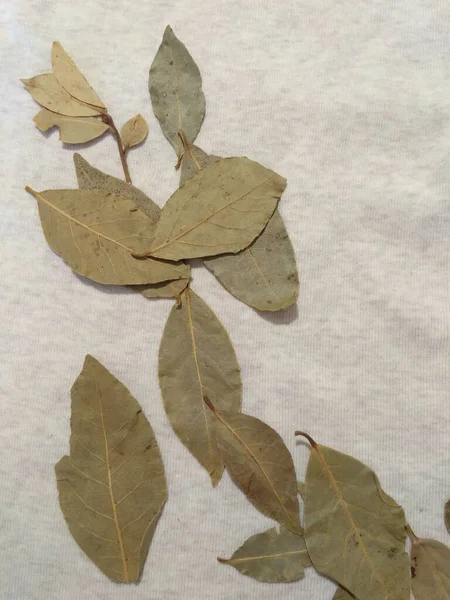 Pişirme için baharat - bej arka planda kuru körfez yaprakları