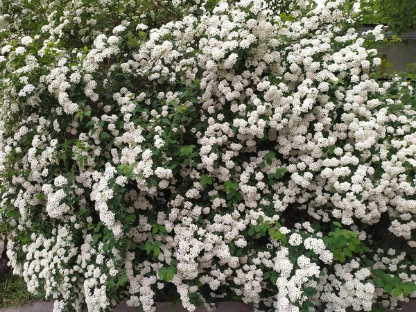 Üppige Weiße Blüten Und Grüne Blätter Hintergrund — Stockfoto