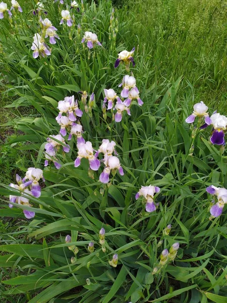 Vackra Lila Och Vita Iris Blommor Äng Med Grönskande Grönska — Stockfoto