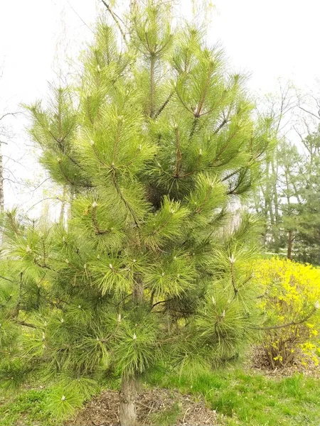 Lush Pale Green Pine Park Daylight Background Pale Sky Pinus — Stock Photo, Image