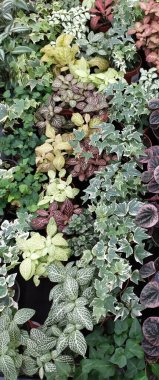 Rengarenk bir çiçeğin yakın plan fotoğrafı.