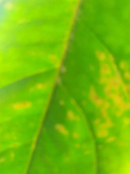Zielony Liść Żółtymi Plamkami Wzorem Zemsty Zbliżenie Niewyraźne — Zdjęcie stockowe