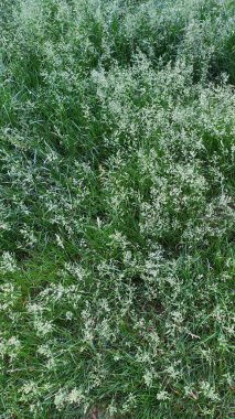 Küçük beyaz çiçekli güzel yeşil yapraklar, kopyalama alanı