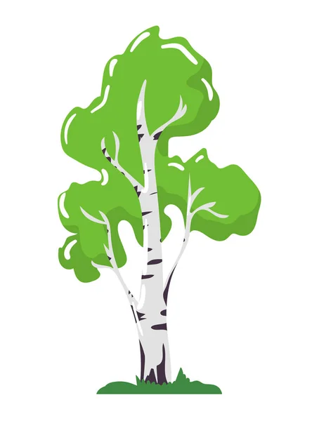 Björk träd ikonen koncept, Centraleuropa och sibirisk natur trä, organiskt naturligt timmer tecknad vektor illustration, isolerad på vit. — Stock vektor