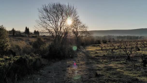 Time Lapse Lever Soleil Travers Amandier Avec Des Lumières Hiver — Video