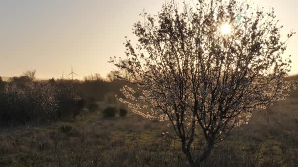 阳光穿过开着花的杏树的树叶 春天来了 法国南部的科尔比尔斯人 — 图库视频影像