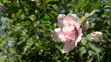 Pembe bir amber çiçeğinin kalbinde bir arı aranıyor..