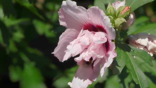 Včelí Píce Růžovém Květu Ibišku — Stock video